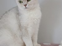 British shorthair kedisi