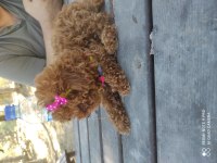 SHOW GÜZELLİKTE KORE POODLE KIZIM 800 GRAM