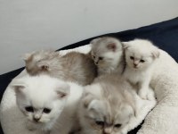 Blue point scottish fold bebek