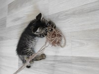 TEKİR KEDİMİZE ACİL YUVA ARIYORUZ