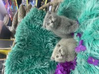 Güzel scottish fold yavrular yeni yuvalarını arıyor