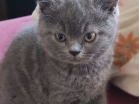 2 Aylık Yavru British Shorthair Ücretsiz