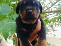 Koca kafa erkek rottweiler yavruları