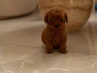 Toy Poodle Sevimli Yavrularımız