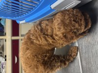 Sevimli erkek poodle