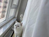 Eşsiz Güzellikteki Safkan Scottish fold