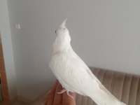 2 aylık albino sultan papağanı yavrusu