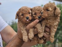 Toy poodle maltipoo yavrular