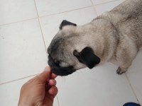 inanın çok seveceksiniz pug