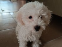 Maltese yavru 3 aylık