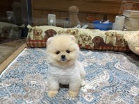 POMERANİAN BOO DİŞİ VE ERKEK