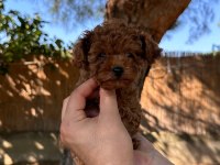 Şecereli ırk ve sağlık garantili toy poodle yavrularımız
