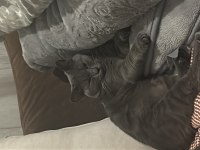 British shorthair erkek