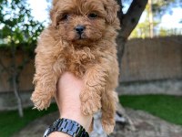 Sağlık ve ırk garantili Maltipoo yavrularımız 