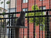 Scottish fold erkek kedimiz sahiplenilmeyi bekliyor