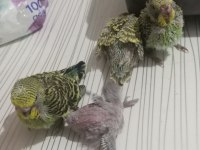 Muhabbet kuşu yavruları el besleme jumbo