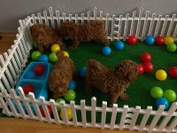 Red brown toy poodle yavrularım wc eğitimli