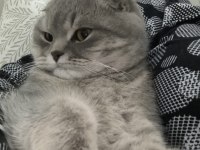 Scottish Fold Kedimizi Ücretsiz Sahiplendirme
