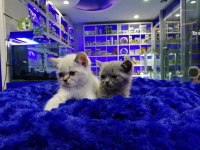 Safkan British Shorthair Yavrularımız