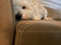 Maltese terrier 3 yaşında