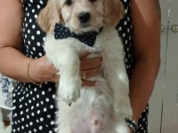 BİZ ÇOK TATLI KÖPEKLERİZ