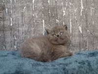 Show Class Blue Yakışıklı British Shorthair