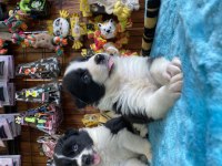 En zeki ırk border collie yavruları