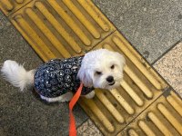 Sahiplendirme 8 aylık köpeğimiz