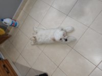 2 yaşında disi maltipo eş araniyo