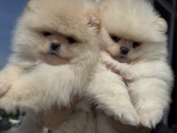 Petmode köpek çiftliğinde ziyarete açık li pomeranian