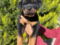 Dünya şampiyonu rottweiler torunları