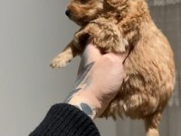 0 NUMARA MALTİPOO ERKEK YAVRU 45 GÜNLÜK ÜCRETLİ