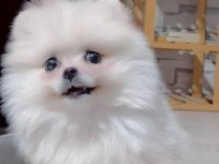 Pomeranian boo