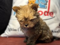 En güzel Tea cup morkie yavrumuz