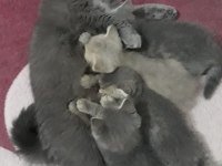4 erkek kedimi sahiplendirmek istiyorum.UŞAK İLİ İÇİ