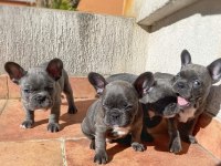 BLUE FRENCH BULLDOG YAVRULARI