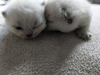 Son iki erkek scottish fold yavrum rezerveye açık