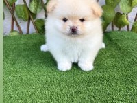 Kar Beyaz Pomeranian Bebekler