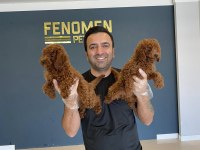 Toy Poodle yavrular hazır Ankara mağazamızda  görün 