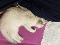 Scottish fold yavru