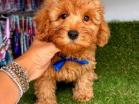 Show kalite teacup WC eğitimli Maltipoo yavrularımız