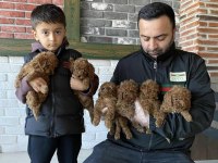 shoooowwww kalite maltese terrier yavrular ankara mağazmzd