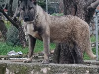 Orjinal kangal cinci köpekler