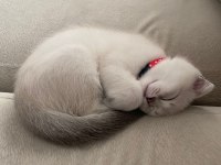 SATILIK YAVRU SCOTTİSH BLUE POİNT ERKEK KEDİMİZ