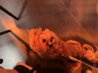 SİVAS/MERKEZ PEKİNEZ KÖPEĞİMİZ (ÜCRETLİDİR)