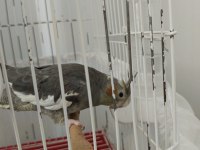 Ev üretimi sultan papağanı