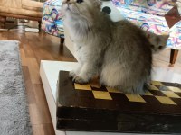 Full şecereli Ny 25 golden british longhair dişi