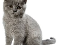 British shorthair yavrular
