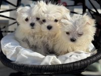 Petmode köpek çiftliğinden kore kan maltese