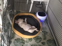 French bulldog platinium
